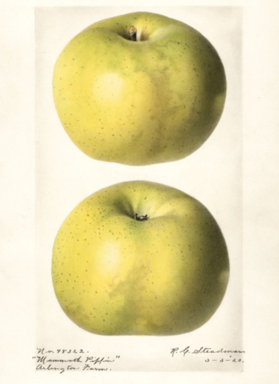 Historische Abbildung zweier grün-gelblicher Äpfel; USDA