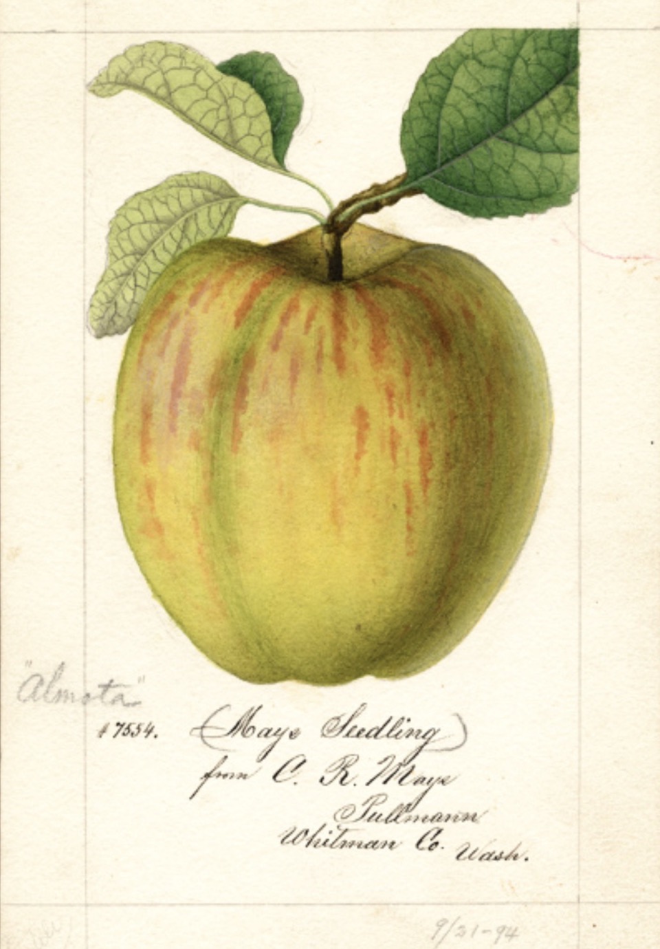 Historische Abbildung eines gelb-rötlichen und eines aufgeschnittenen Apfels; USDA