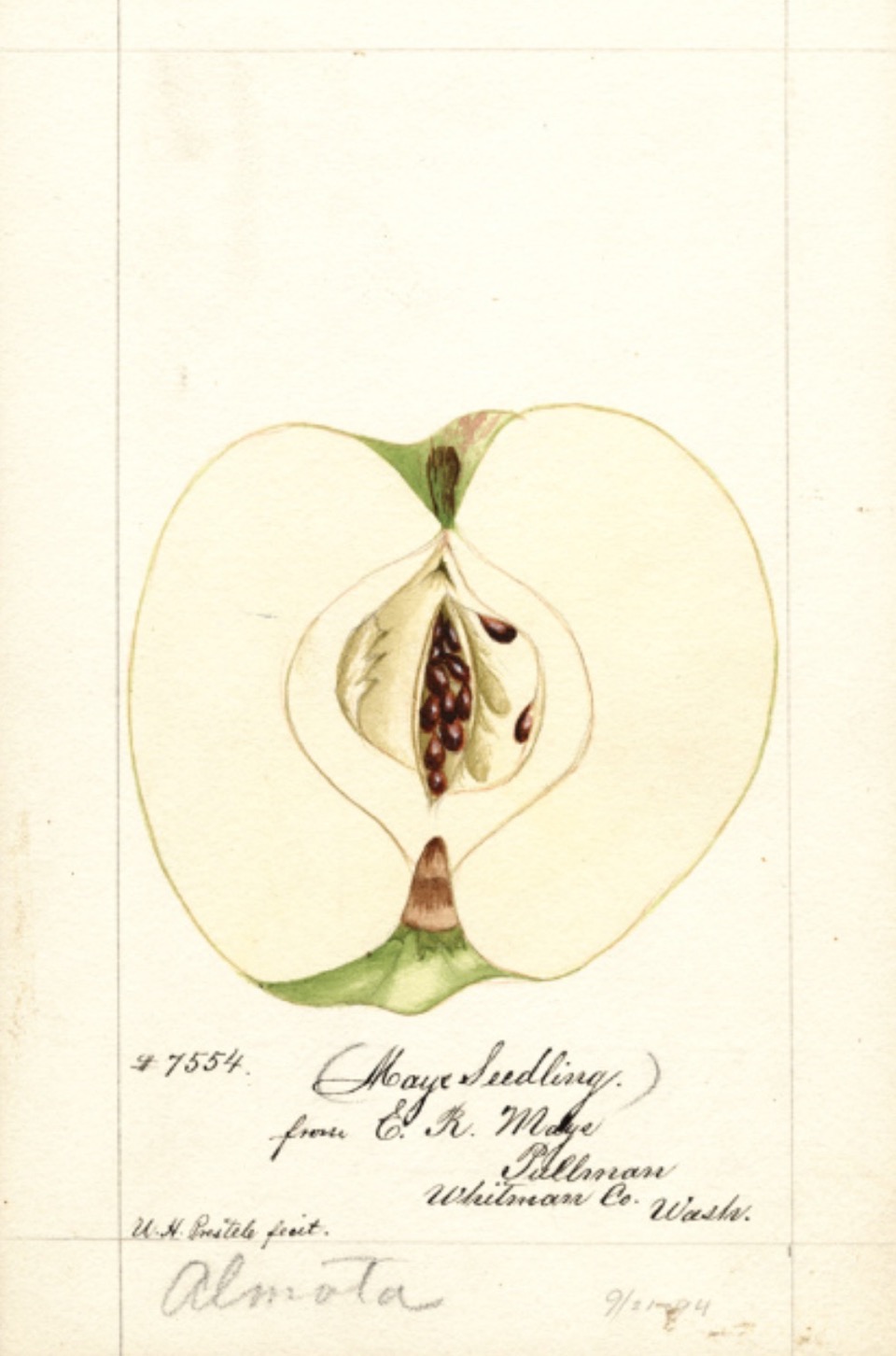 Historische Abbildung eines aufgeschnittenen Apfels; USDA