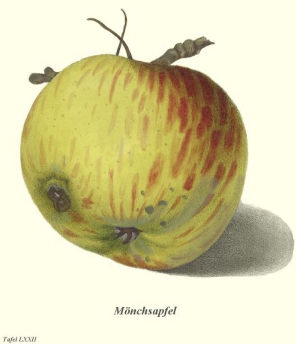 Historische Abbildung eines grün-rötlichen und eines aufgeschnittenen Apfels;  BUND Lemgo Obstsortendatenbank