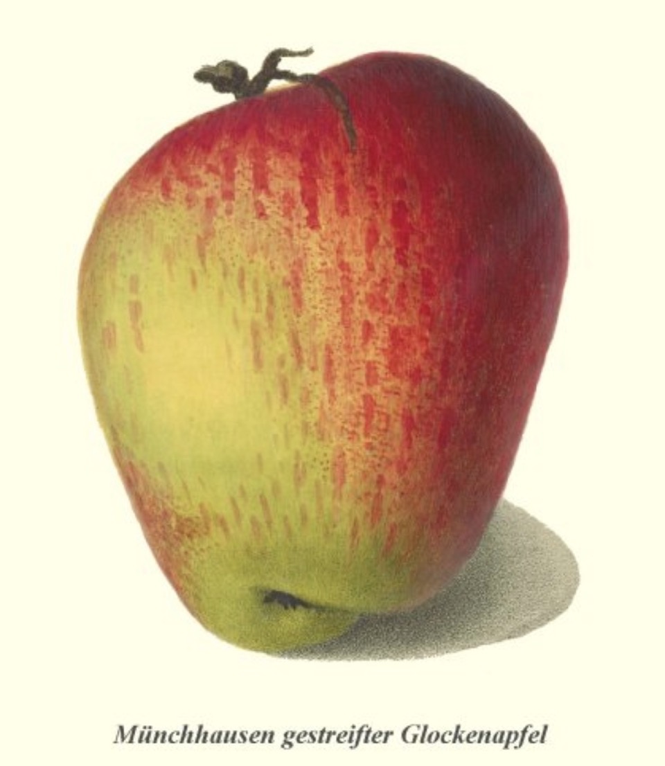 Historische Abbildung eines gelblich-roten Apfels; BUND Lemgo Obstsortendatenbank