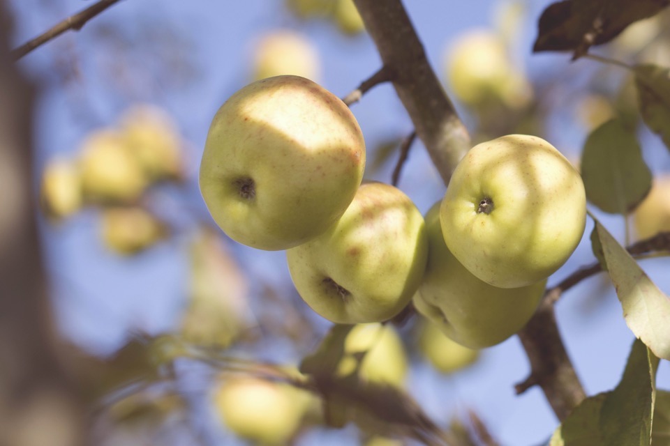 Blick in einen Apfelbaum, gelb-rötliche Äpfel hängen an Ästen