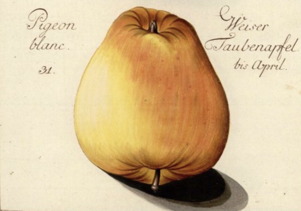 Historische Abbildung eines gelblichen Apfels; BUND Lemgo Obstsortendatenbank