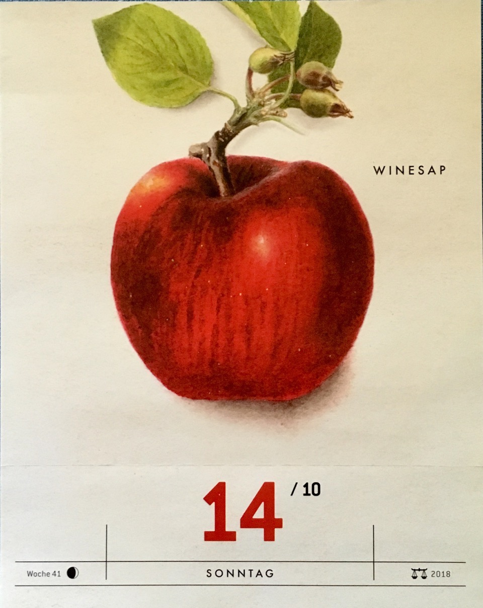 Kalender-Blatt mit einer Historische Abbildung eines roten Apfels und eines Zweigs; USDA, Verlag Hermann Schmidt
