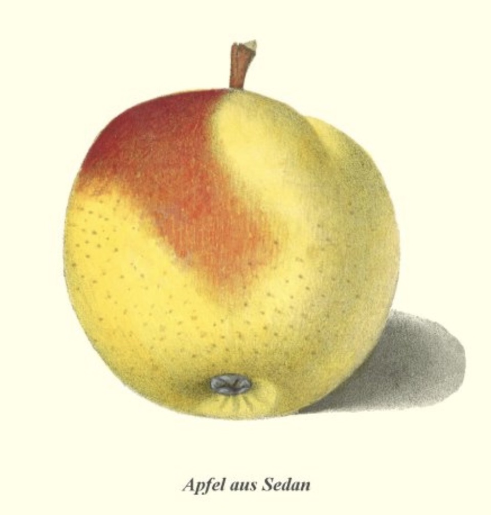 Historische Abbildung eines gelb-rötlichen Apfels;  BUND Lemgo Obstsortendatenbank