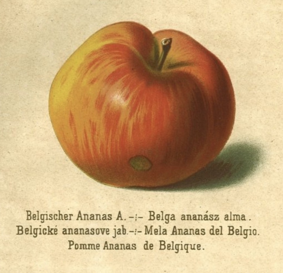 Historische Abbildung eines rot-gelblichen Apfels; BUND Lemgo Obstsortendatenbank