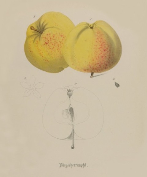 Historische Abbildung zweier gelb-rötlicher und eines aufgeschnittenen Apfels; BUND Lemgo Obstsortendatenbank