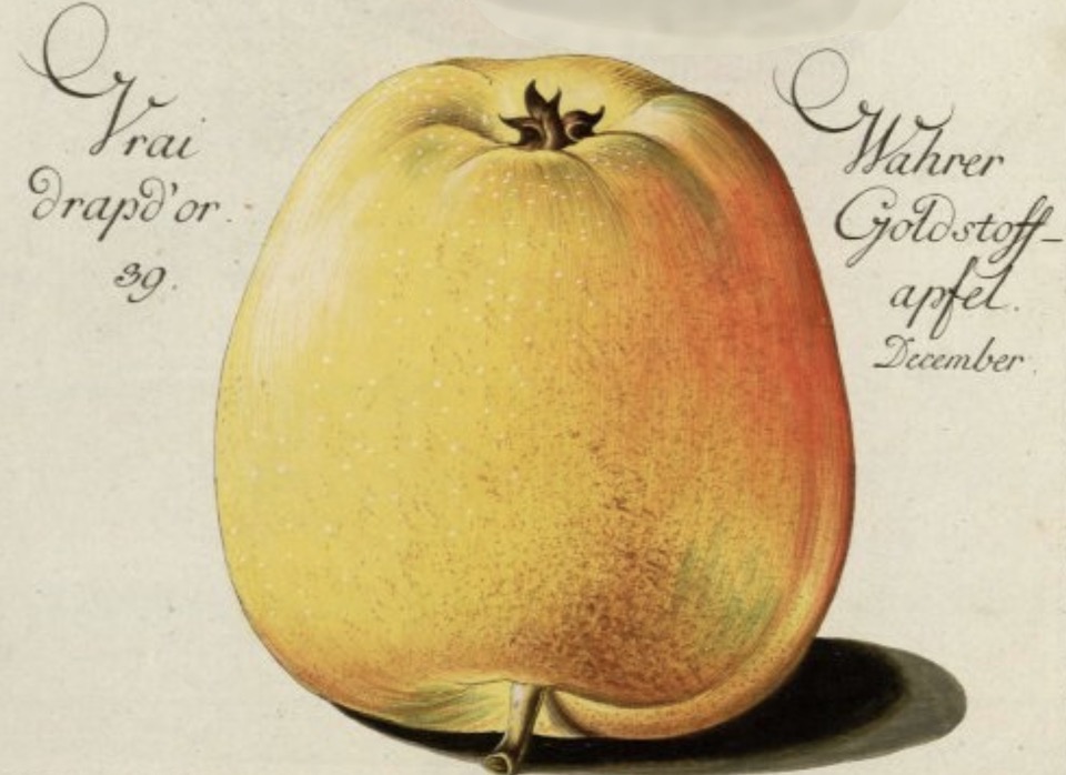 Historische Abbildung eines gelb-rötlichen  Apfels; Bund Lemgo