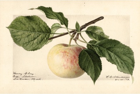 Historische Abbildung eines gelblich-rötlichen Apfels am Zweig mit Blättern; USDA