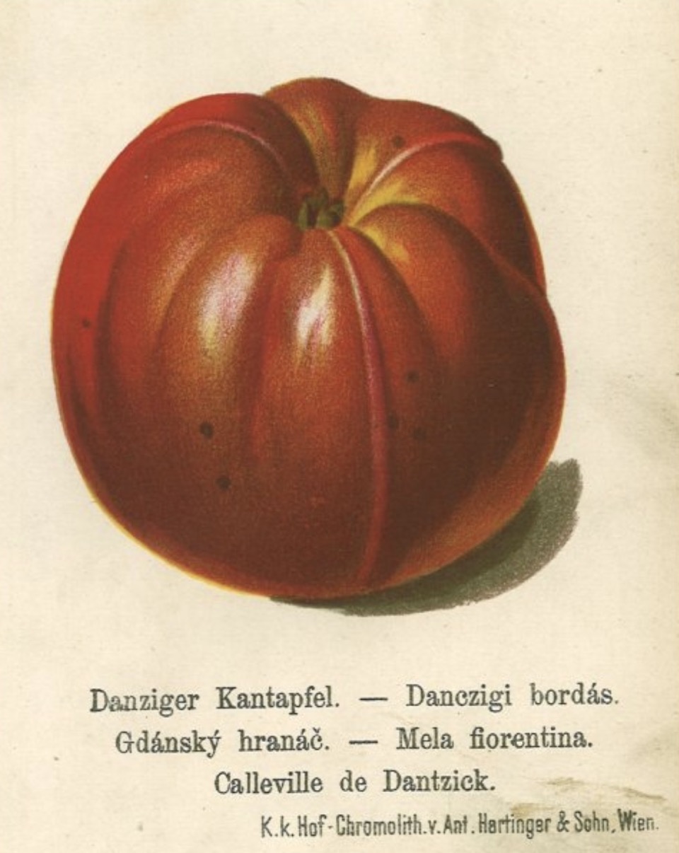 Historische Abbildung eines dunkelroten Apfels mit ausgeprägten Erhebungen; BUND Lemgo Obstsortendatenbank
