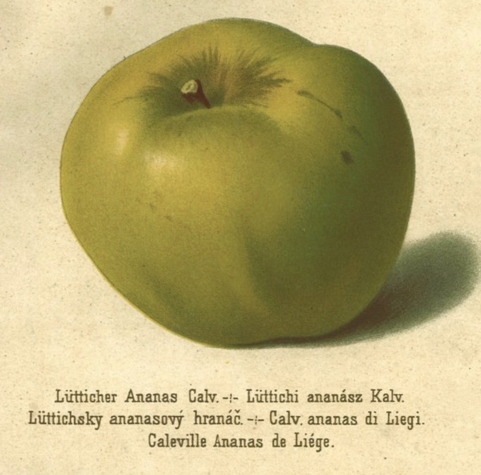 Historische Abbildung eines grünen Apfels; BUND Lemgo Obstsortendatenbank