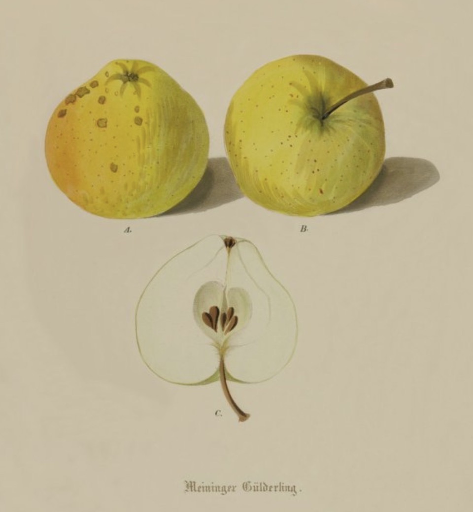 Historische Abbildung zweier gelblich-grünlicher und eines aufgeschnittenen Apfels; BUND Lemgo Obstsortendatenbank