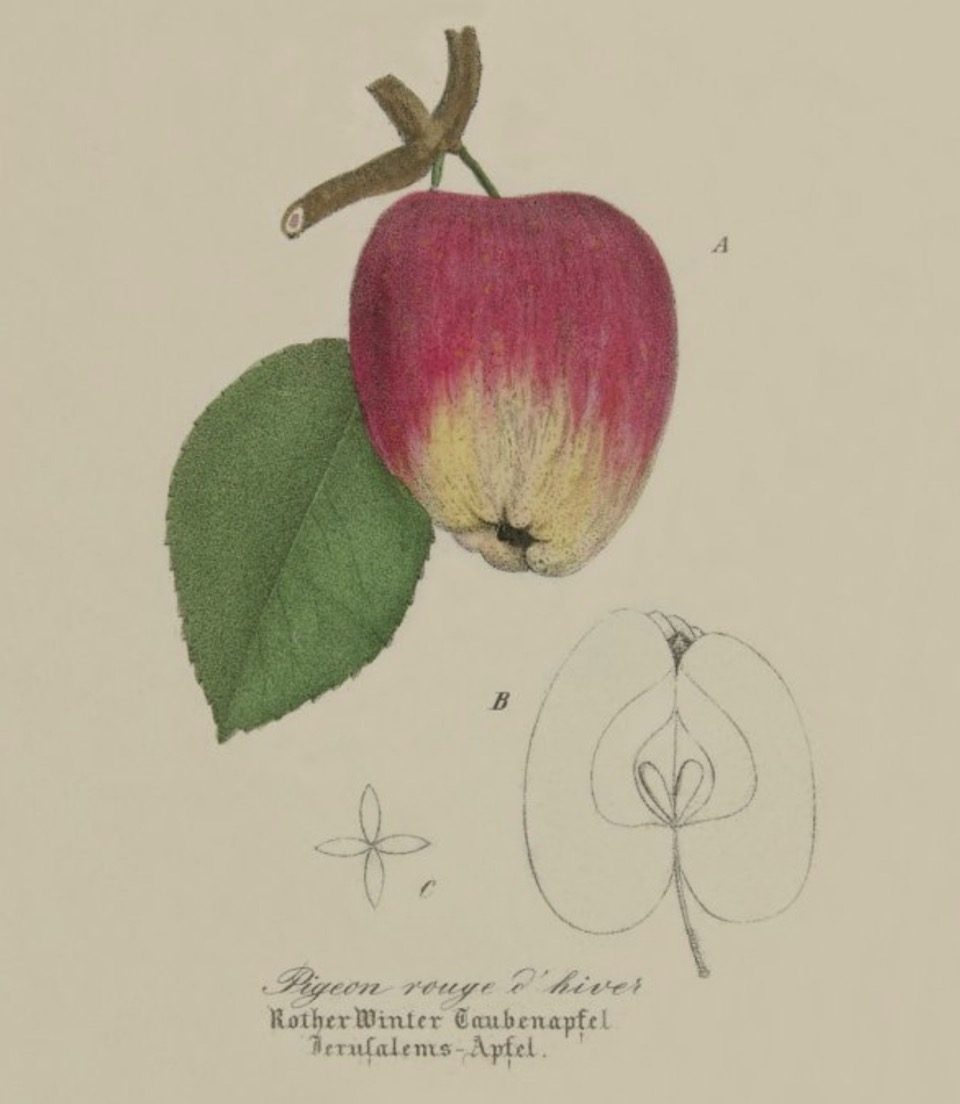 Historische Abbildung eines rotgelben Apfels am Zweig mit Blatt und eines aufgeschnittenen Apfels; BUND Lemgo Obstsortendatenbank