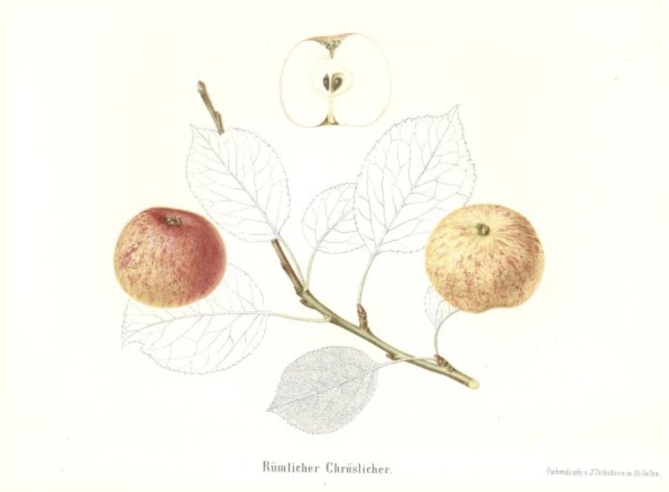 Historische Abbildung zweier gelblich-rötlicher Äpfel am Zweig und eines aufgeschnittenen Apfels; BUND Lemgo Obstsortendatenbank