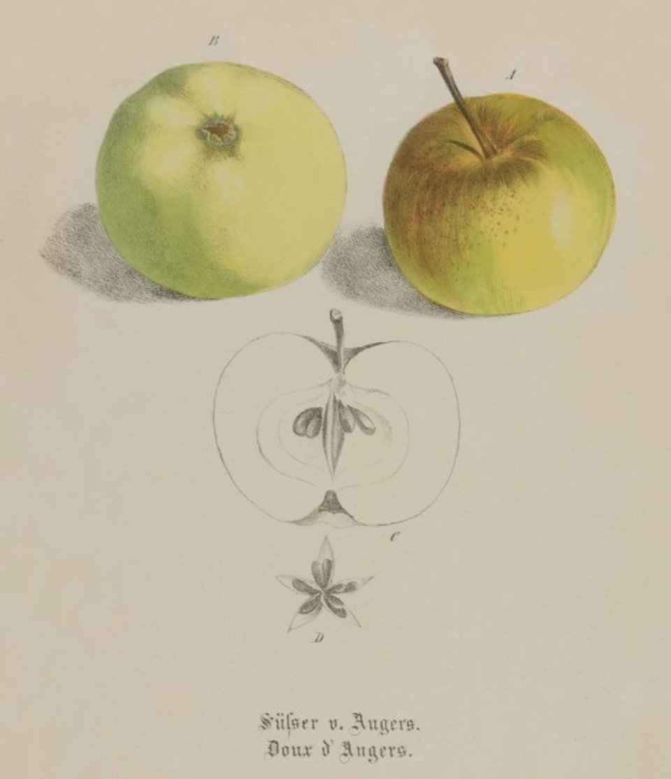 Historische Abbildung zweier grün-rötlicher und eines aufgeschnittenen Apfels; BUND Lemgo Obstsortendatenbank