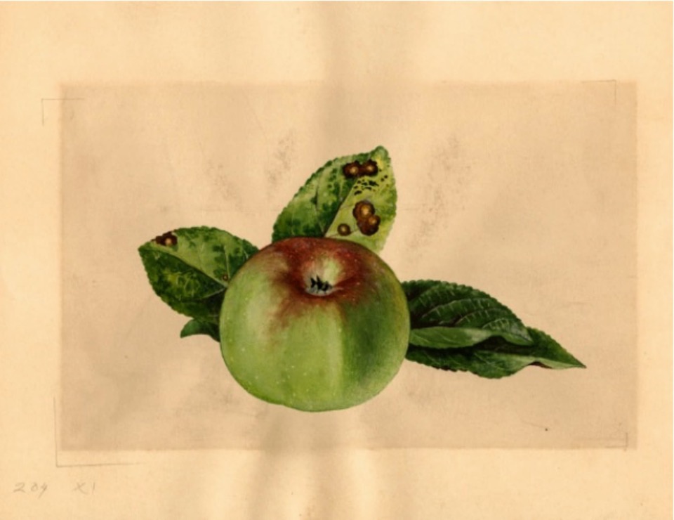 Historische Abbildung eines grünen Apfels mit Rost am Kelch, dahinter drei Blätter; USDA