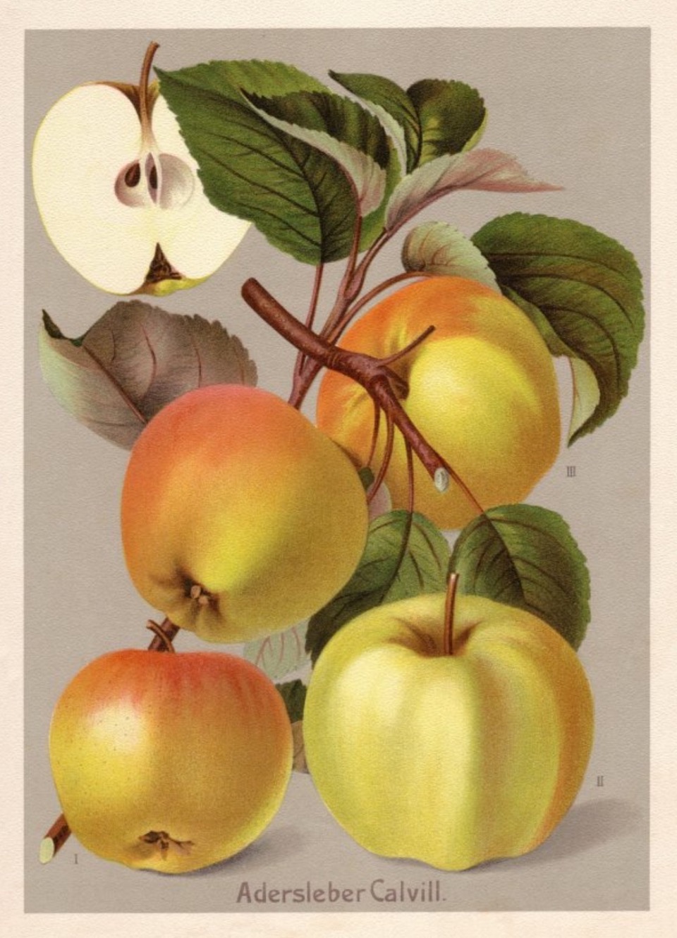 Historische Abbildung von gelblich-rötlichen Äpfeln am Ast mit Blättern, und ein aufgeschnittener Apfel; Obstsortendatenbakn BUND Lemgo