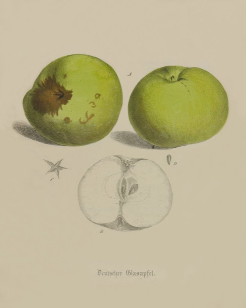 Historische Abbildung eines gelblich-rötlichen und eines aufgeschnittenen Apfels; BUND Lemgo Obstsortendatenbank