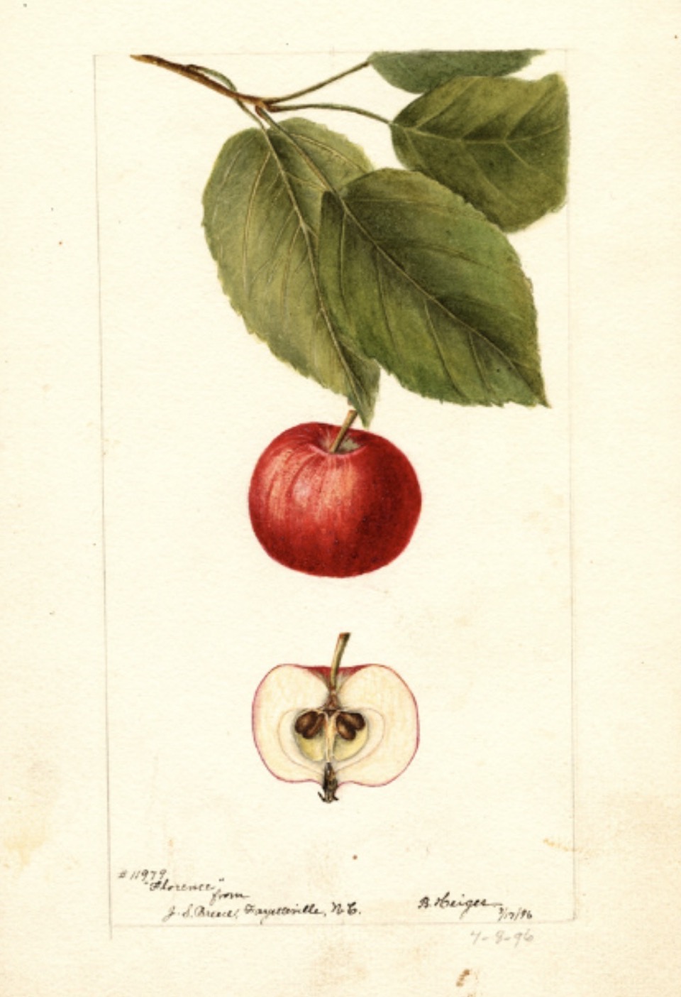Historische Abbildung eines roten Apfels mit Zweig und Blättern und eines aufgeschnittenen Apfels; USDA