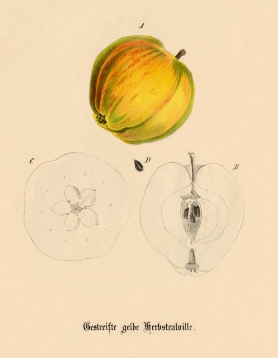 Historische Abbildung eines gelb-rötlichen und eines aufgeschnittenen Apfels; USDABUND Lemgo Obstsortendatenbank