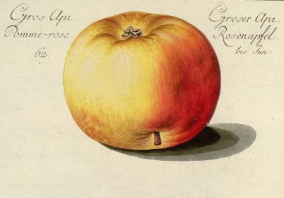 Historische Abbildung eines gelb-roten Apfels, links und rechts davon eine Beschriftung; BUND Lemgo Obstsortendatenbank