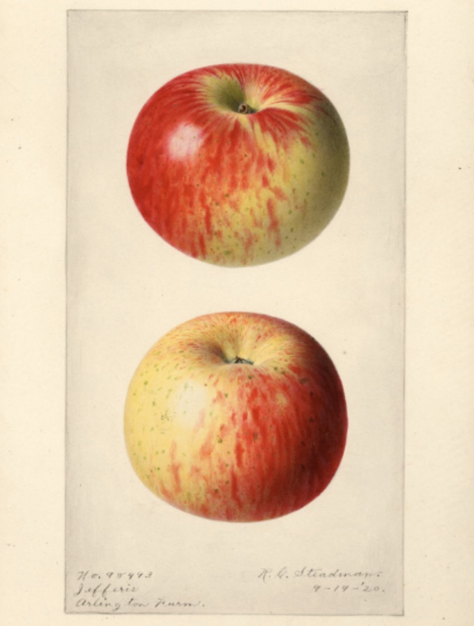 Historische Abbildung eines gelblich-rötlichen Apfels aus zwei Ansichten; USDA