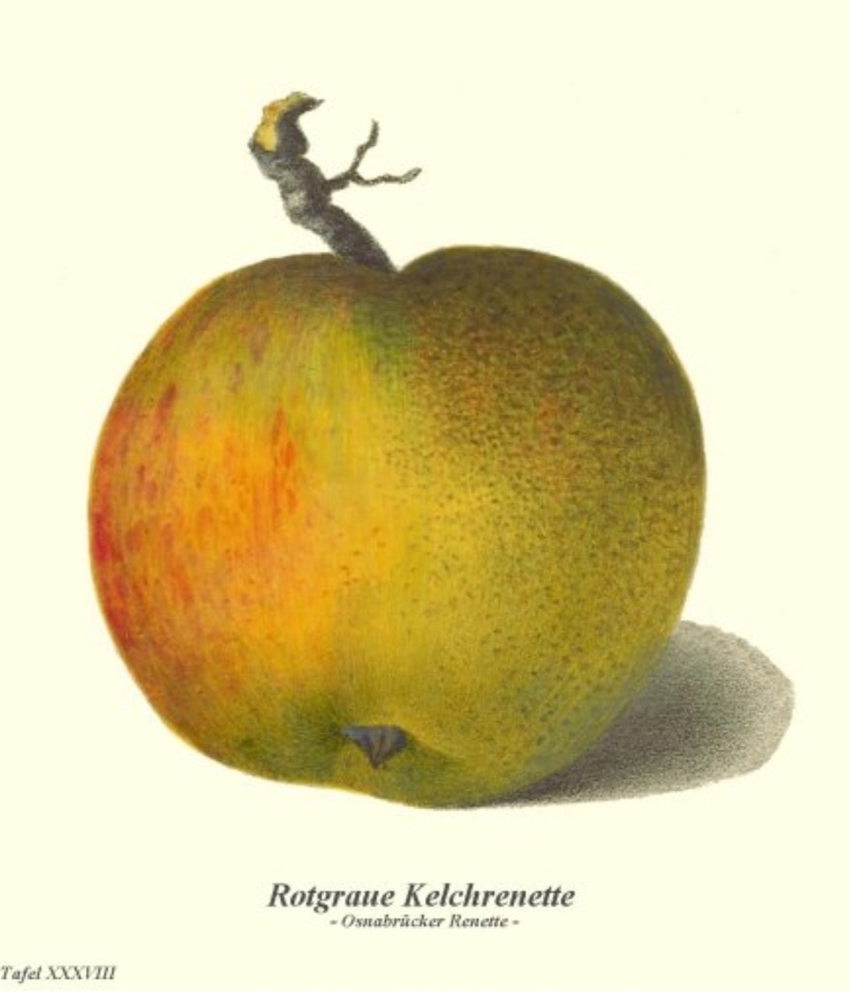 Historische Abbildung eines rötlich-grünen Apfels;  BUND Lemgo Obstsortendatenbank