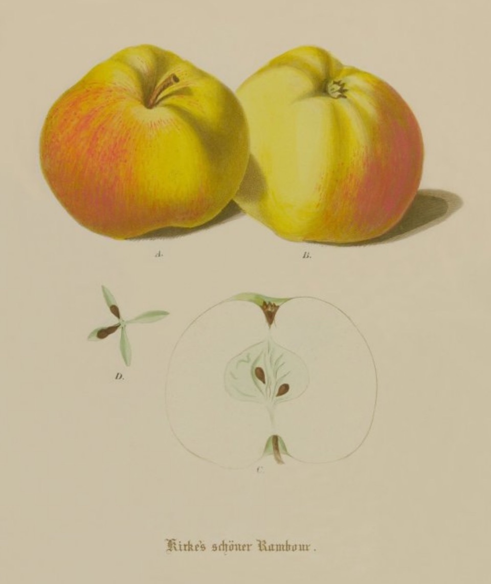 Historische Abbildung zweier gelblich-rötlicher Äpfel und eines aufgeschnittenen Apfels; BUND Lemgo Obstsortendatenbank