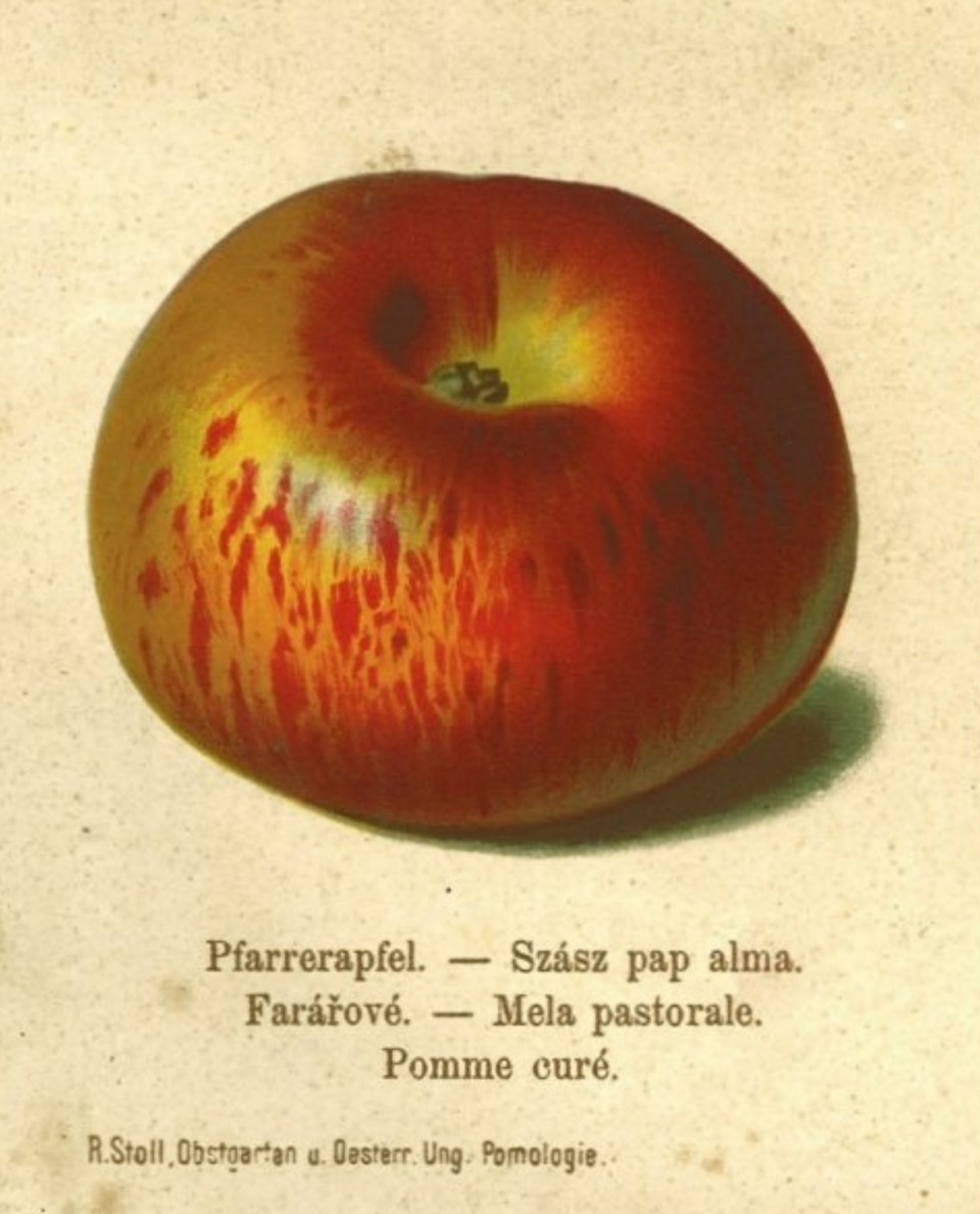 Historische Abbildung eines rot-gelblichen Apfels; BUND Lemgo Obstsortendatenbank