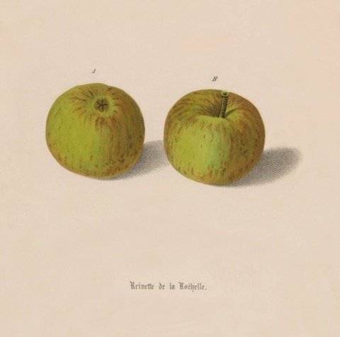 Historische Abbildung  zweier grüner Äpfel, die dünne rötliche Streifen zeigen; BUND Lemgo Obstsortendatenbank
