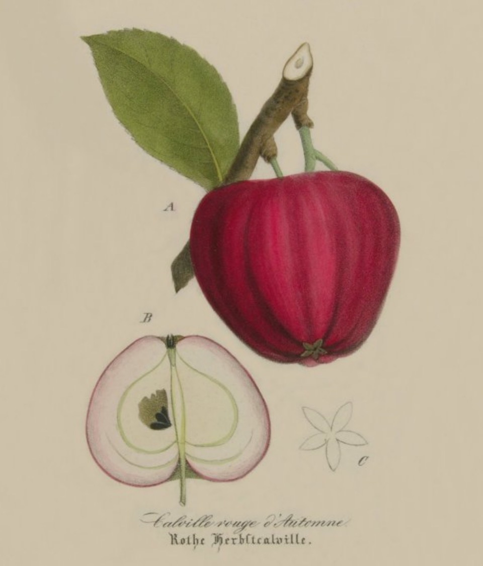 Historische Abbildung eines roten Apfels am Zweig mit Blatt und eines aufgeschnittenen Apfels; BUND Lemgo Obstsortendatenbank