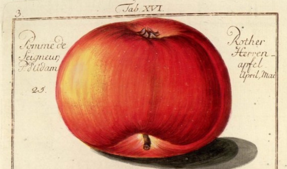 Historische Abbildung eines abgeplatteten roten Apfels; BUND Lemgo Obstsortendatenbank