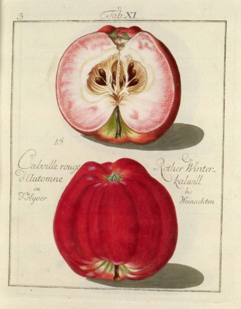 Historische Abbildung eines roten und eines aufgeschnittenen Apfels;  BUND Lemgo Obstsortendatenbank