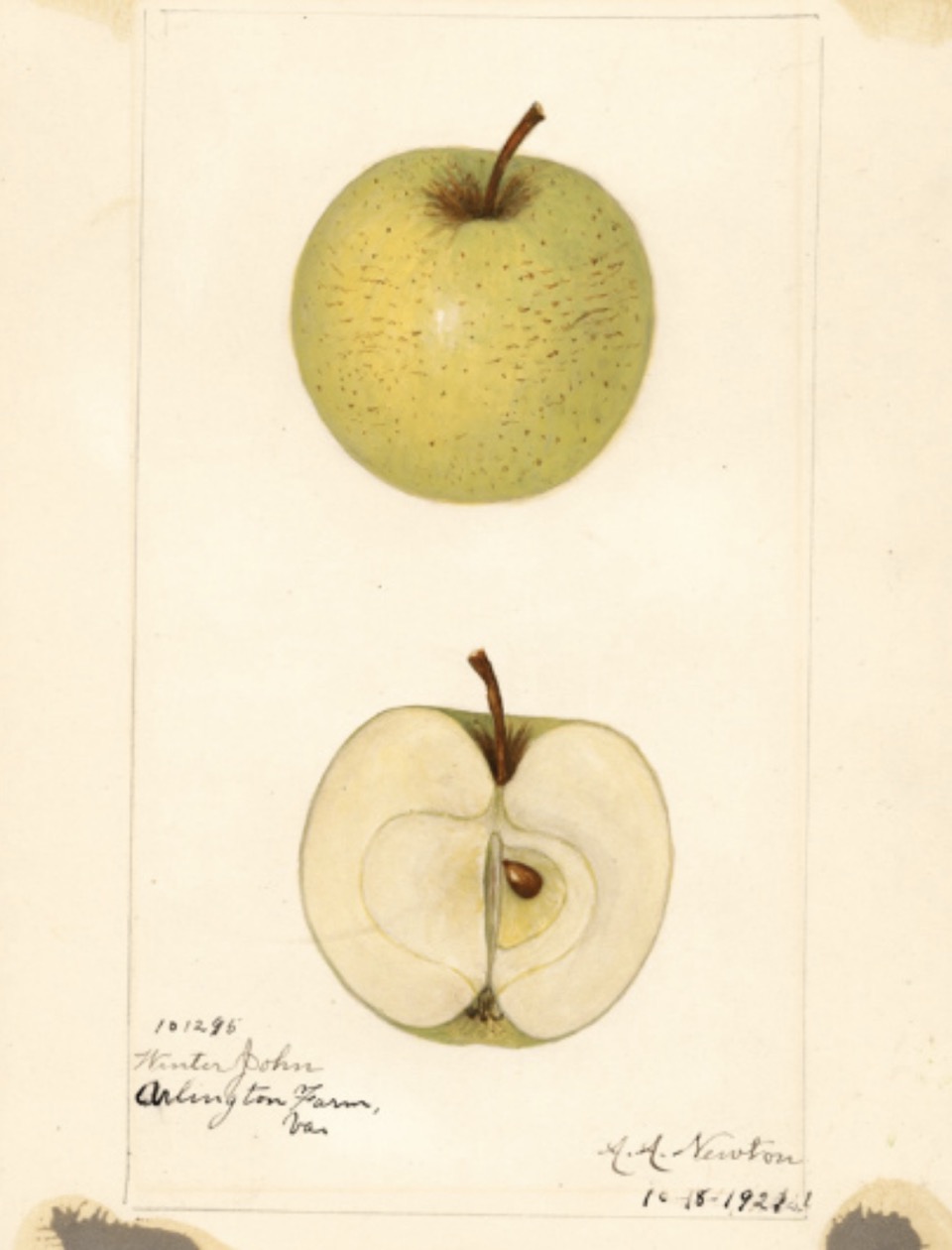 Historische Abbildung eines grün-gelblichen und eines aufgeschnittenen Apfels; USDA