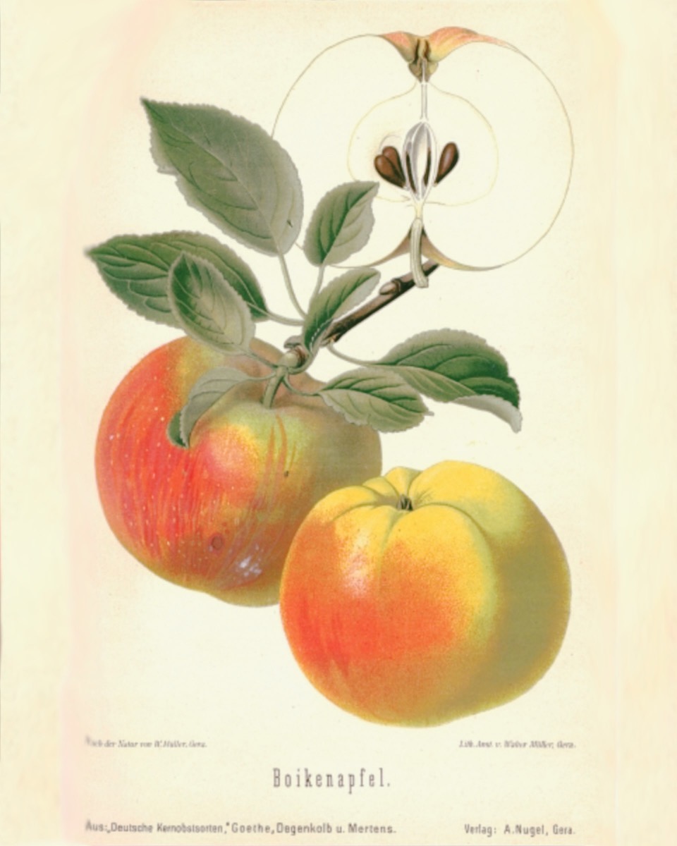 Historische Abbildung zweier gelblich-rötlicher Äpfel, einer am Zweig; dazu ein aufgeschnittener Apfel mit Kerngehäuse