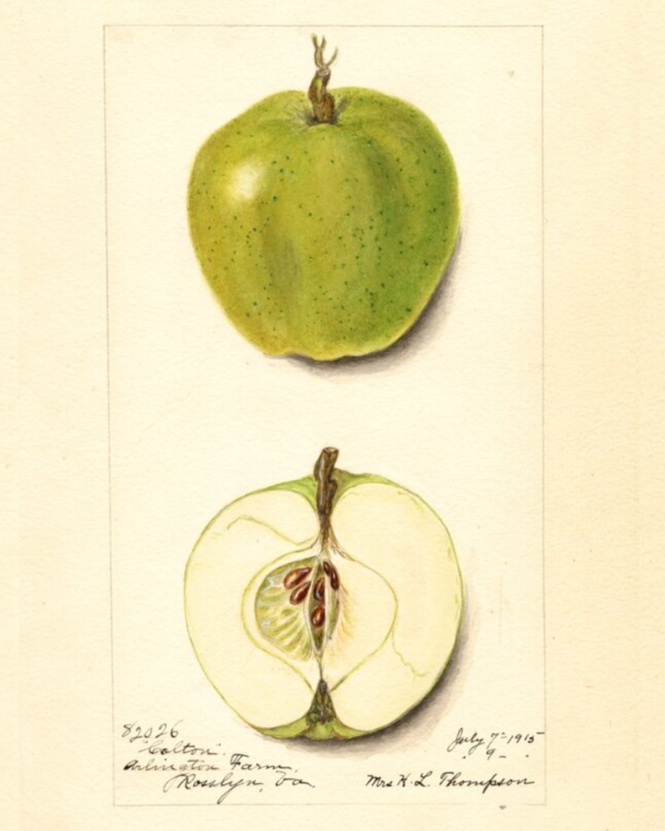 Historische Abbildung eines grünlichen und eines aufgeschnittenen Apfels; USDA