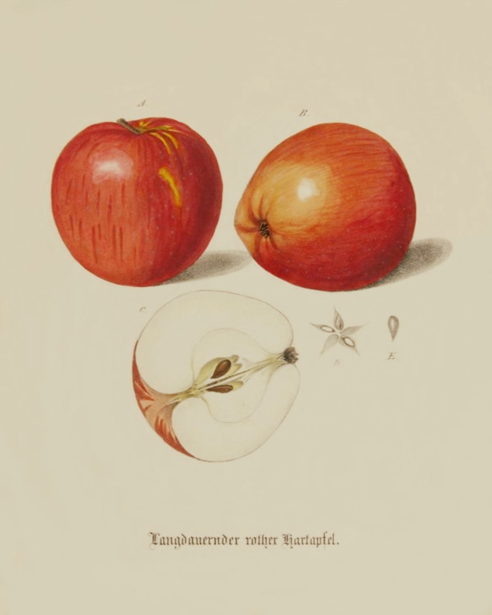 Historische Abbildung zweier roter und eines aufgeschnittenen Apfels; BUND Lemgo