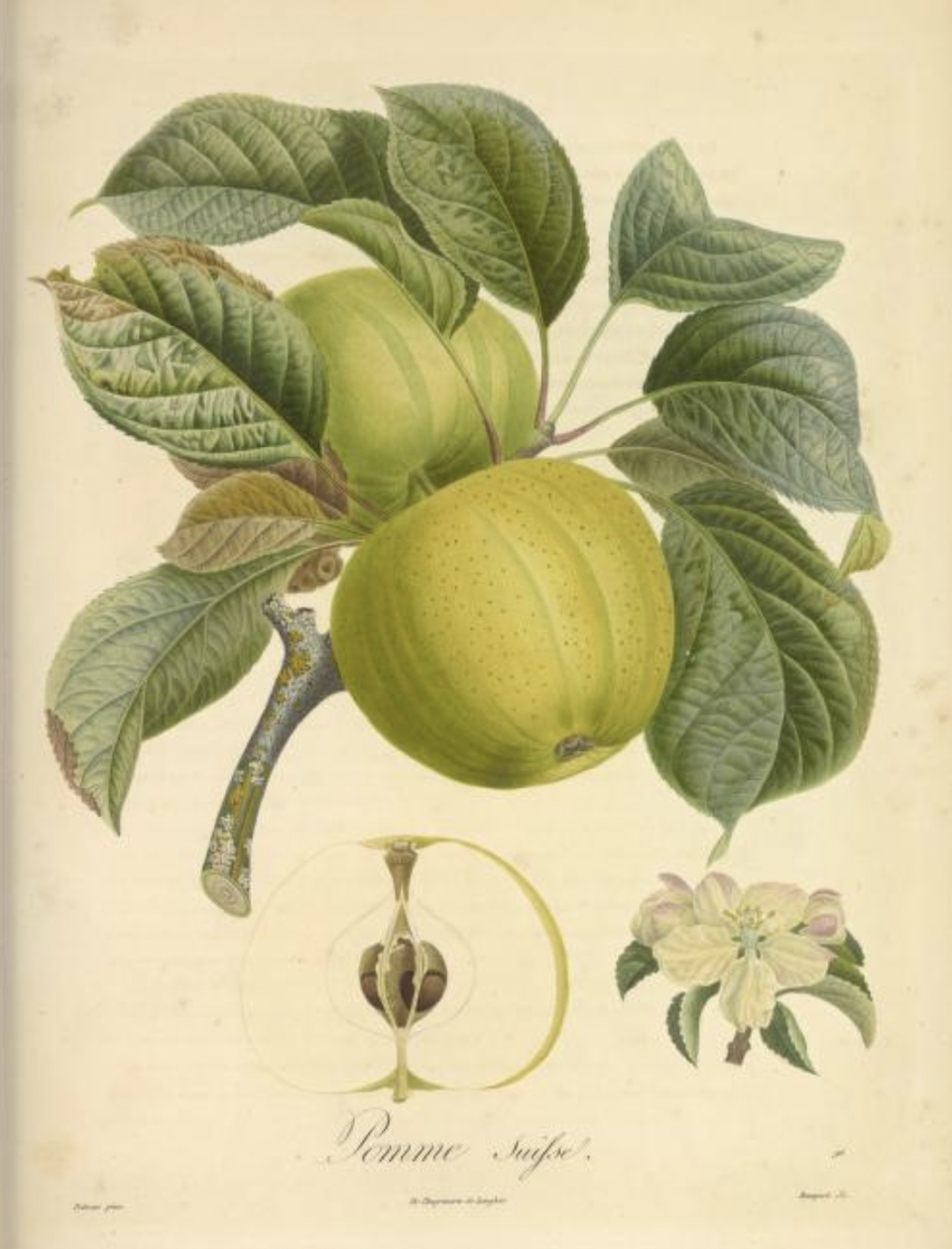 Historische Abbildung zweier grünlicher Äpfel und eines aufgeschnittenen Apfels, dazu die Blüte; Biodiversity Heritage Library