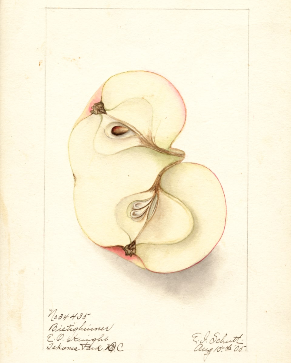 Historische Abbildung zweier zusammengewachsener aufgeschnittener Äpfel; USDA