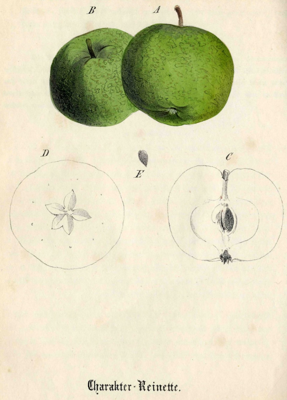 Historische Abbildung zweier grüner Äpfel und eines aufgeschnittenen Apfels und des schematischen Kerngehäuses; BUND Lemgo