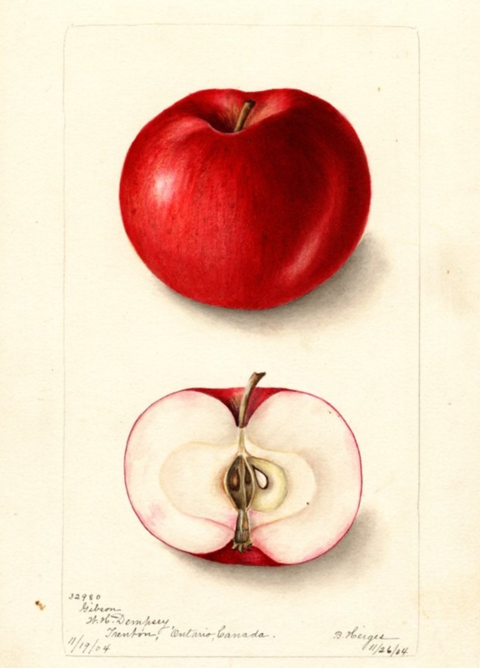 Historische Abbildung eines sehr roten und eines aufgeschnittenen Apfels; USDA