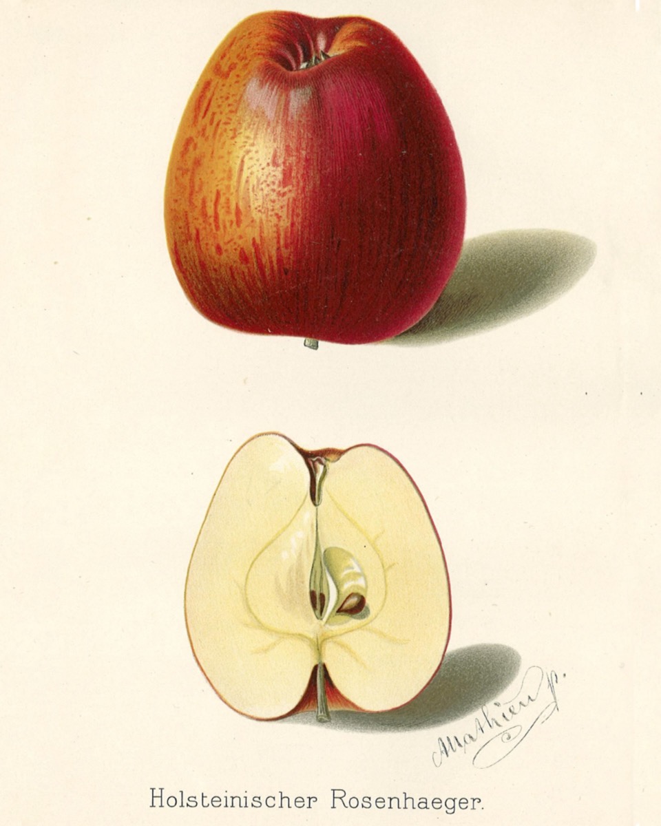 Historische Abbildung eines roten und eines aufgeschnittenen Apfels