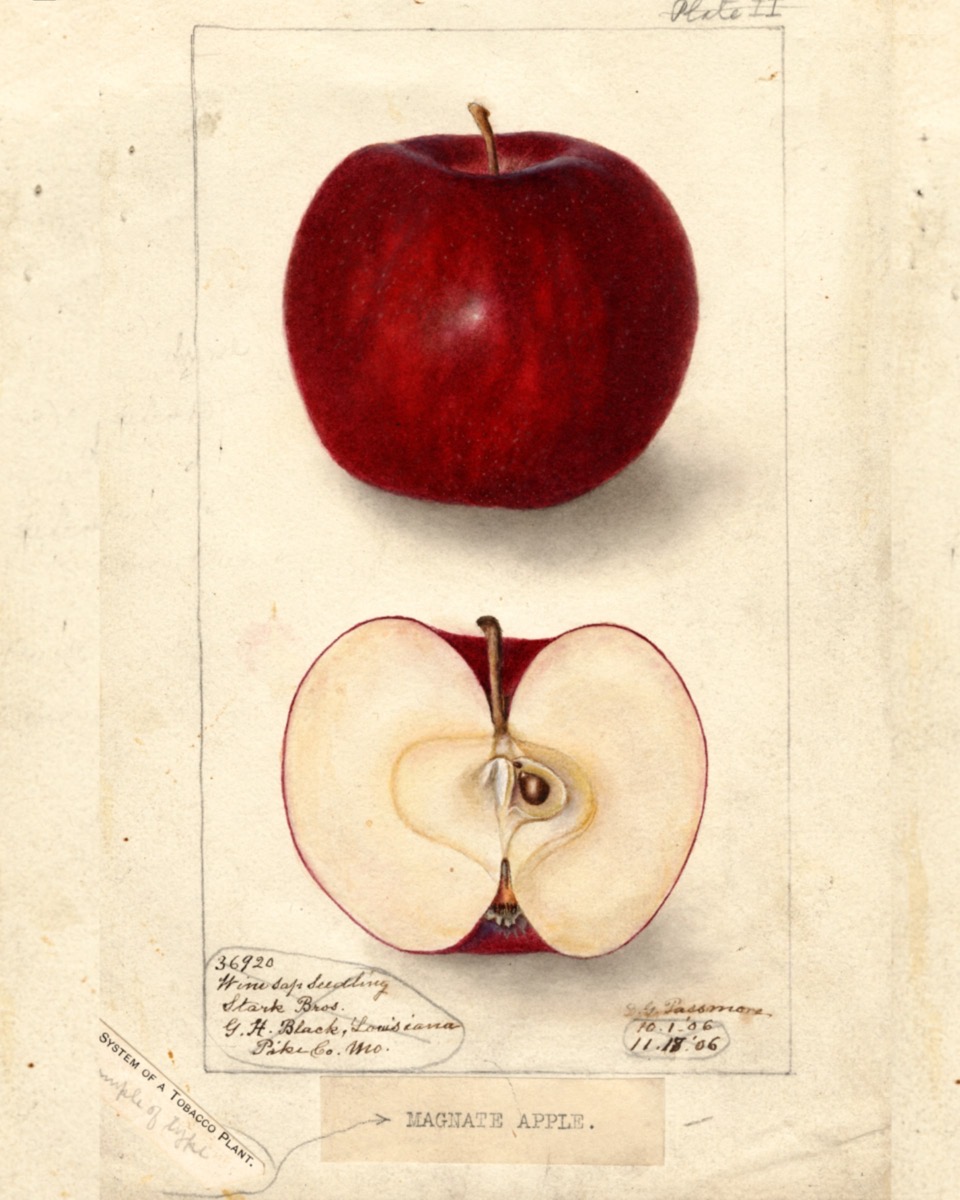 Historische Abbildung eines kräftig-roten und eines aufgeschnittenen Apfels; USDA