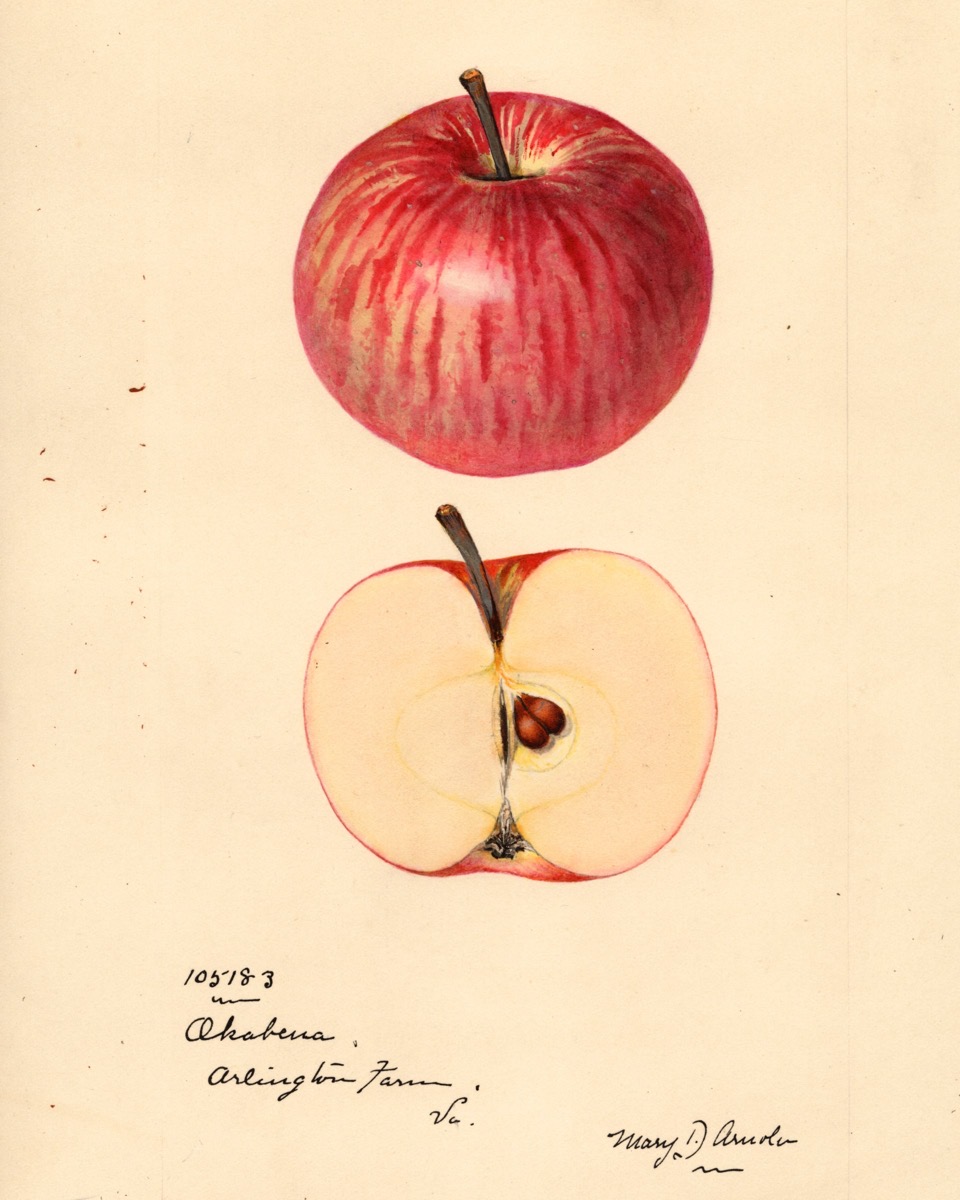 Historische Abbildung eines gestreiften roten und eines aufgeschnittenen Apfels; USDA