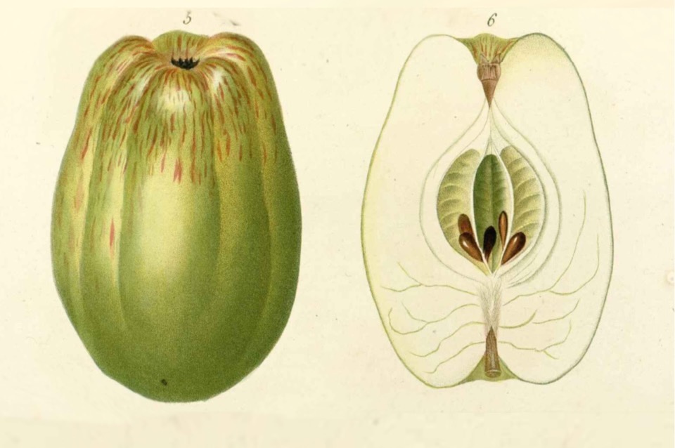 Historische Abbildung eines länglichen grünen Apfels mit dünnen roten Flecken und eines aufgeschnittenen Apfels; 