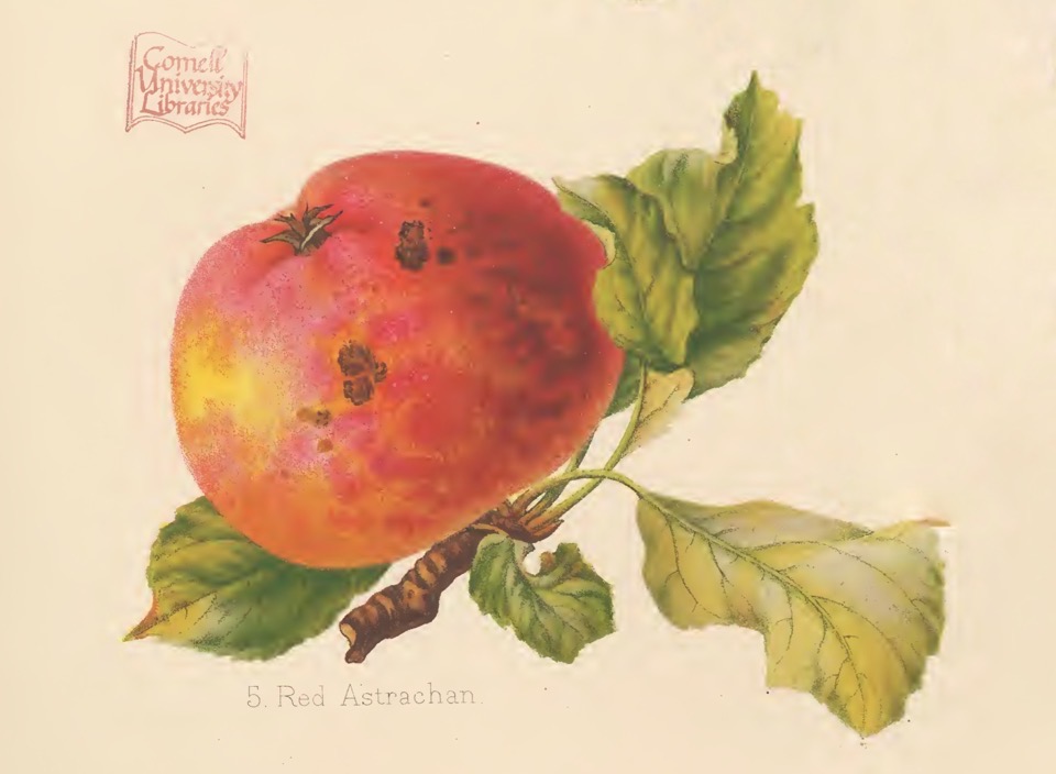 Historische Abbildung eines roten Apfels mit Zweig und Blättern