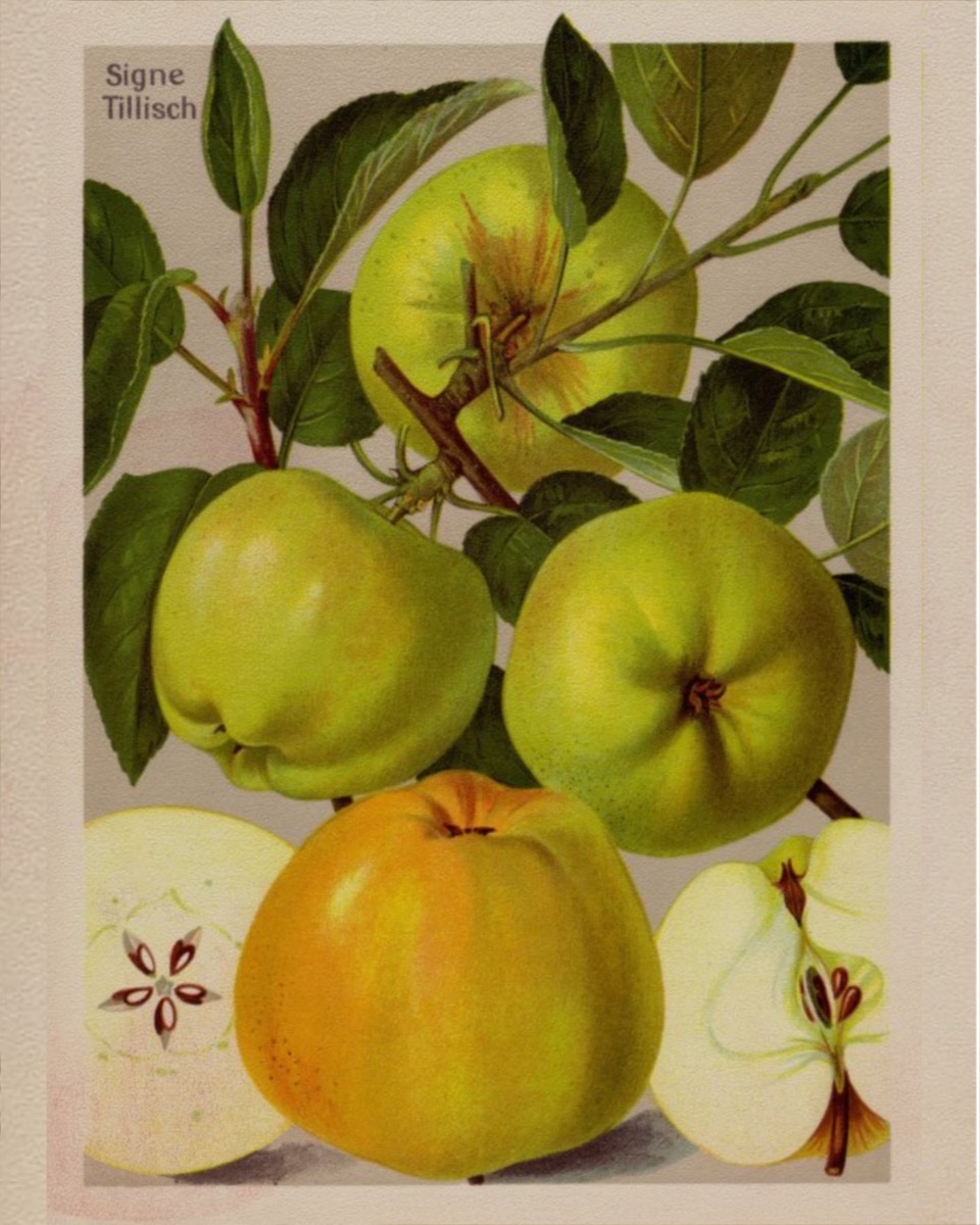 Historische Abbildung von mehreren grünen Äpfeln an beblätterten Zweigen und 2 aufgeschnittene Äpfel; BUND Lemgo