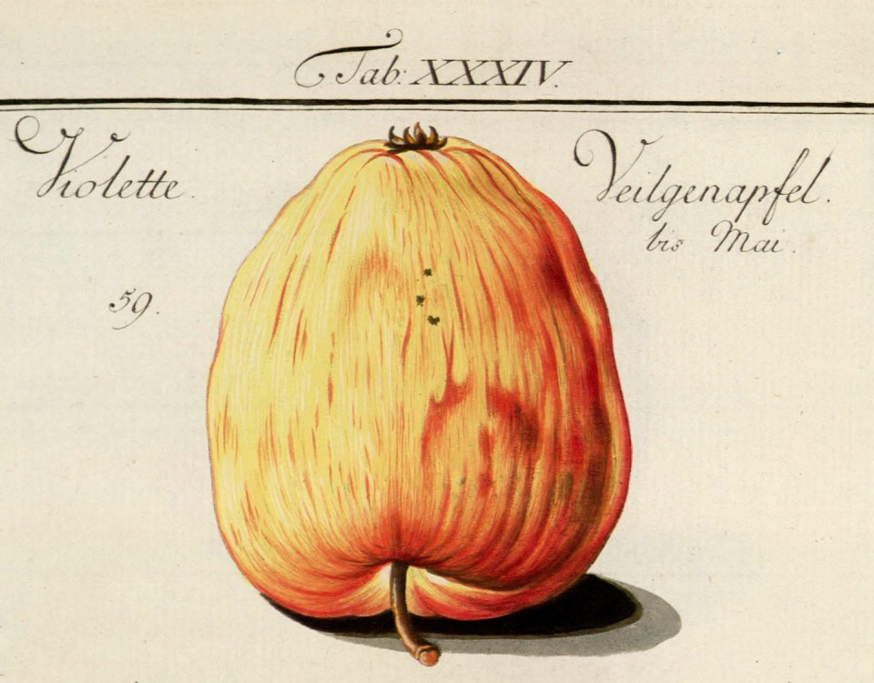 Historische Abbildung eines gelb-rötlichen Apfels, dazu Beschriftung; BUND Lemgo