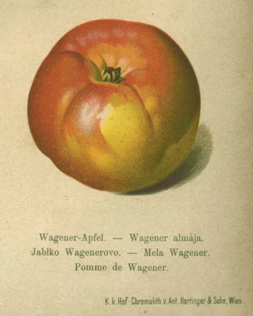 Historische Abbildung eines gelblich-roten Apfels; BUND Lemgo