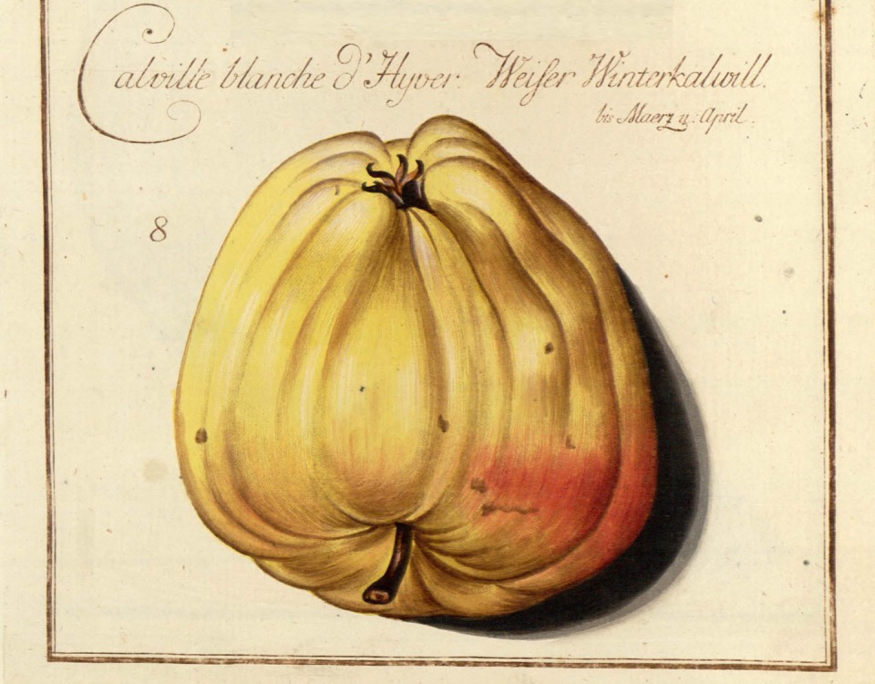 Historische Abbildung eines rötlich-gelben Apfels; BUND Lemgo